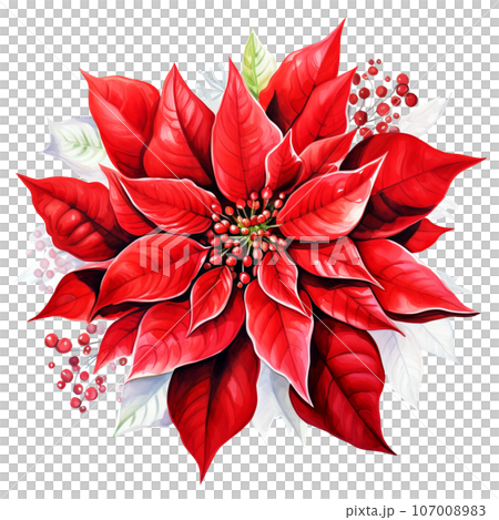 Red poinsettia flower clipart. Christmas elements clipart Watercolor hand painted isolated on Transparent Background. Red poinsettia flower clipart. Christmas elements clipart Watercolor hand painted isolated on Transparent Background. 107008983