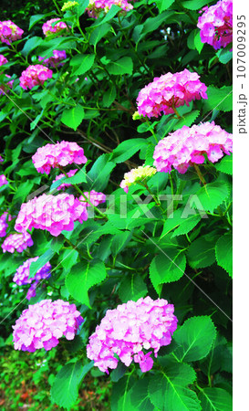 満開のセイヨウアジサイの風景（東京都北区の飛鳥山公園） 107009295