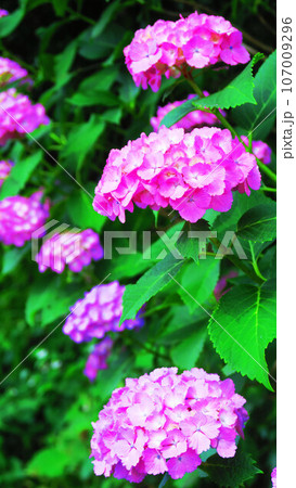 満開のセイヨウアジサイの風景（東京都北区の飛鳥山公園） 107009296
