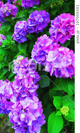 満開のセイヨウアジサイの風景(東京都北区の飛鳥山公園) 満開のセイヨウアジサイの風景(東京都北区の飛鳥山公園) 107009301