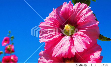 タチアオイと青空の風景 タチアオイと青空の風景 107009390