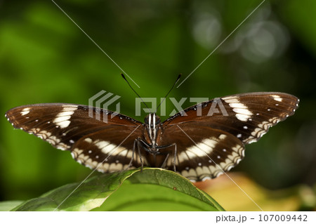 The beautiful butterfly on flower is show beauty wing in nature garden 107009442