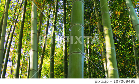孟宗竹の竹林の風景 孟宗竹の竹林の風景 107009499