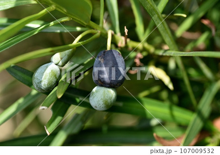 イヌマキの実 107009532
