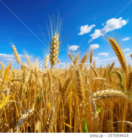 Golden ears of wheat against the blue sky and...のイラスト素材 [107009628] - PIXTA