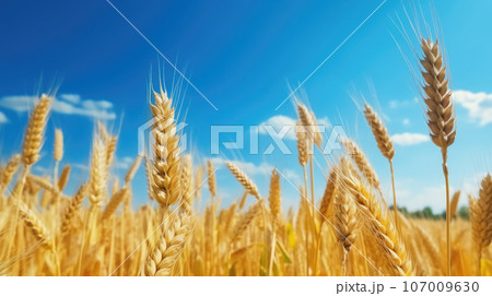 Golden ears of wheat against the blue sky and...のイラスト素材 [107009630] - PIXTA
