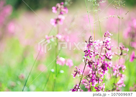 beautiful wildflowers background. summer nature. Ivan tea blooms in a meadow among the forest on a sunny day in June 107009697