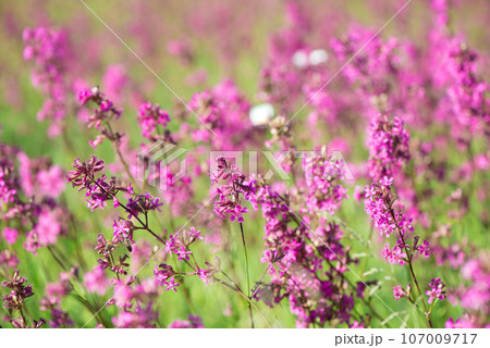 White daisies and pink herbs blossomed in the meadow. Ivan tea blooms among the forest on a sunny day in June.beautiful wildflowers background. summer nature. 107009717