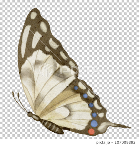 Butterfly Machaon on white isolated background. Watercolor illustration of insect with brown Wings. Hand drawn clip art of Flying moth for cards and icons. Drawing of aquarelle vintage print. Butterfly Machaon on white isolated background. Watercolor illustration of insect with brown Wings. Hand drawn clip art of Flying moth for cards and icons. Drawing of aquarelle vintage print. 107009892