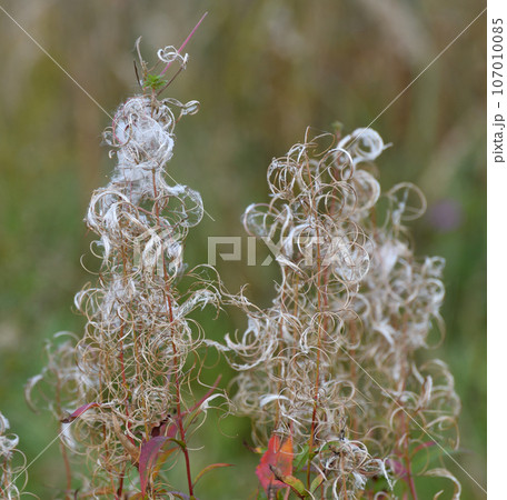 Chamaenerion angustifolium - Fireweed, weed in autumn with seeds in the wild Chamaenerion angustifolium - Fireweed, weed in autumn with seeds in the wild 107010085