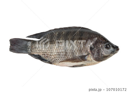 Nile tilapia fish isolated on white background with Clipping Path 107010172