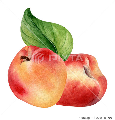 Watercolor illustration with nectarines and leaf isolated on white background. Whole ripe fruits painting. Peach hand drawn. Design element for package, label, kitchen, skin care cosmetic, juice Watercolor illustration with nectarines and leaf isolated on white background. Whole ripe fruits painting. Peach hand drawn. Design element for package, label, kitchen, skin care cosmetic, juice 107010199