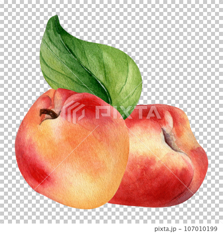 Watercolor illustration with nectarines and leaf isolated on white background. Whole ripe fruits painting. Peach hand drawn. Design element for package, label, kitchen, skin care cosmetic, juice Watercolor illustration with nectarines and leaf isolated on white background. Whole ripe fruits painting. Peach hand drawn. Design element for package, label, kitchen, skin care cosmetic, juice 107010199