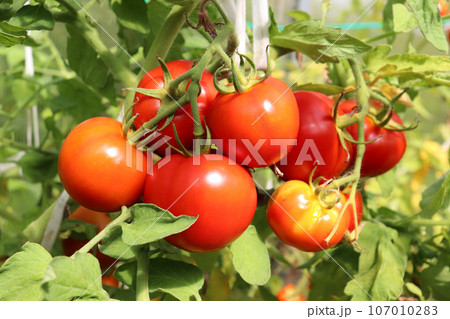 Red tomatoes on a branch in a greenhouse 107010283