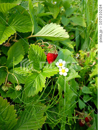 Ripe garden strawberries with flowers on a bush Ripe garden strawberries with flowers on a bush 107010284