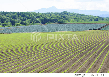 初夏の真狩村 107010418