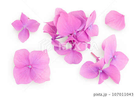 Pink Hydrangea flower isolated on white background. Top view. Flat lay 107011043