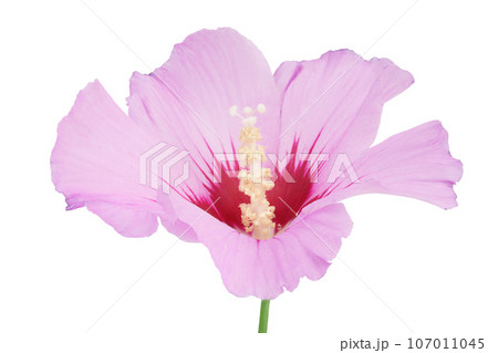 Pink hibiscus flower isolated on white background 107011045