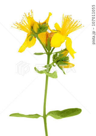 saint john's wort or Hypericum flowers isolated on white background saint john's wort or Hypericum flowers isolated on white background 107011055