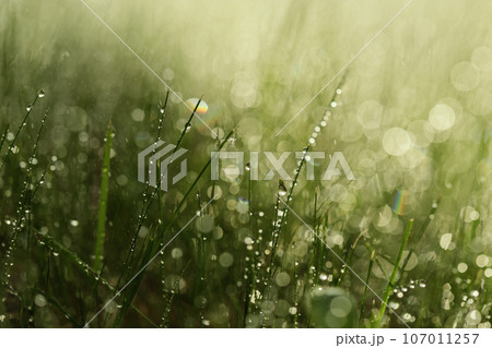 green grass with water drops close-up in sunlight background green grass with water drops close-up in sunlight background 107011257