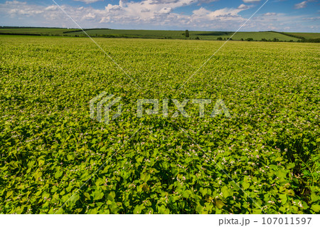 Buckwheat blooms in the field. White flowers. Sky with dark clouds. 107011597
