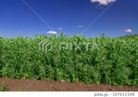 pea plants during flowering with white petals, an agricultural field where green peas grow 107011599