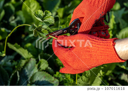 a gardener cuts a young strawberry mustache with a pruner 107011618