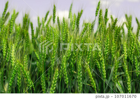 Close up of ripe wheat ears against beautiful sky with clouds. Close up of ripe wheat ears against beautiful sky with clouds. 107011670