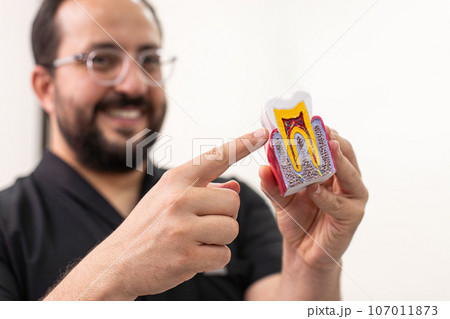 Happy dentist showing plastic model of cut healthy human tooth in medical office positive doctor demonstrates denticle structure for dentistry students at practice Happy dentist showing plastic model of cut healthy human tooth in medical office positive doctor demonstrates denticle structure for dentistry students at practice 107011873