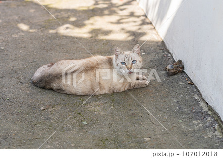 Grey and yellow cat with blue eyes after bird hunting 107012018