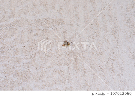 Potato leaf beetle on the wall Potato leaf beetle on the wall 107012060