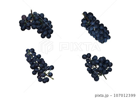 dark grapes on a white background. close up. fresh fruits 107012399
