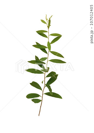 green sprig of plant on white background. isolate green sprig of plant on white background. isolate 107012405
