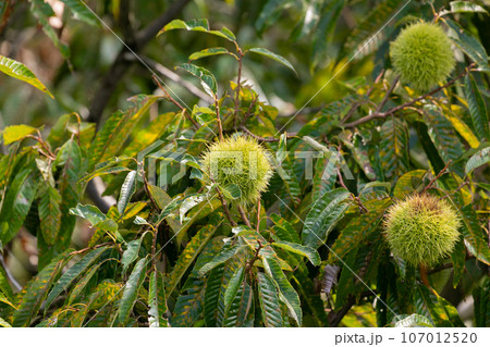 栗の木　静岡の秋風景　実りの秋 107012520