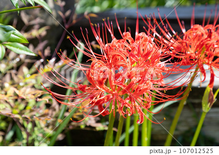 真っ赤に咲く彼岸花　 107012525