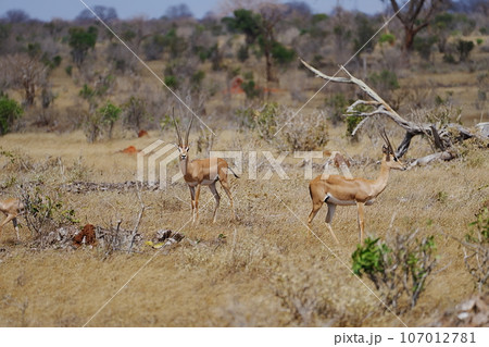 Male and female Grant's gazelles on African savanna at Tsavo East National Park in Kenya Male and female Grant's gazelles on African savanna at Tsavo East National Park in Kenya 107012781