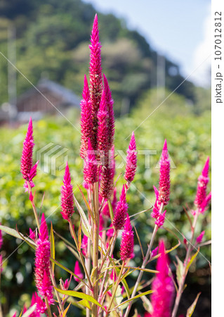 青空の下で咲く鶏頭の花　満開 107012812