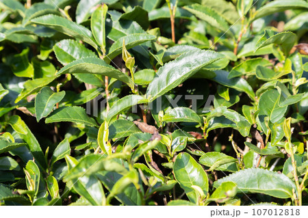 日本の茶畑　静岡 107012818