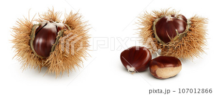 opened sweet chestnut in its spiky husk isolated on white opened sweet chestnut in its spiky husk isolated on white 107012866