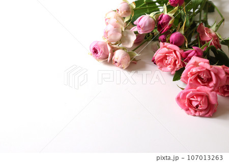 白背景のピンクの薔薇の花束 107013263