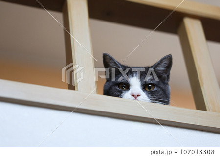 ロフトから覗く猫 107013308