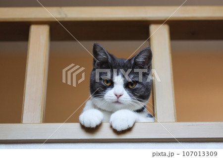 ロフトから覗く猫 ロフトから覗く猫 107013309