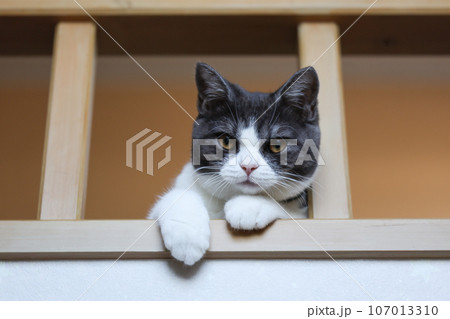 ロフトから覗く猫 ロフトから覗く猫 107013310