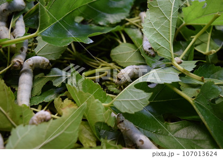カイコ 桑の葉 養蚕場 107013624
