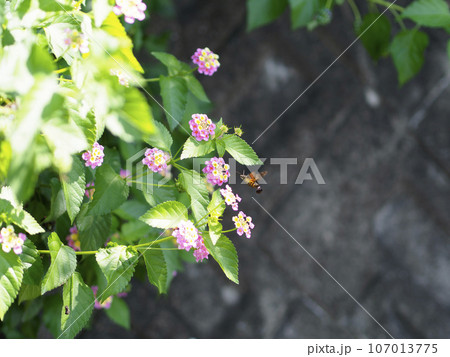 ランタナの花と蜜を吸うホウジャク 107013775