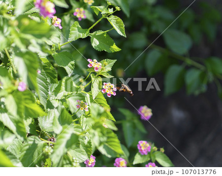 ランタナの花と蜜を吸うホウジャク ランタナの花と蜜を吸うホウジャク 107013776