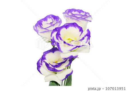 【トルコギキョウ】 (深度合成) 107013951