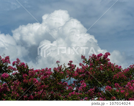 百日紅の花と積乱雲 107014024