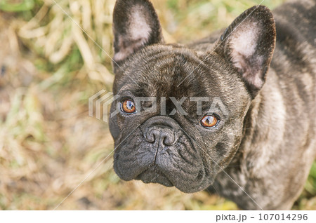 French bulldog portrait. Animal, pet. The look of a dog. French bulldog portrait. Animal, pet. The look of a dog. 107014296