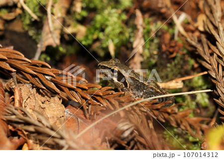 タゴガエル 107014312
